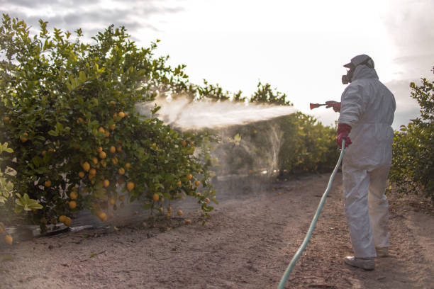 Best Pest Control Near Me  in West Perrine, FL