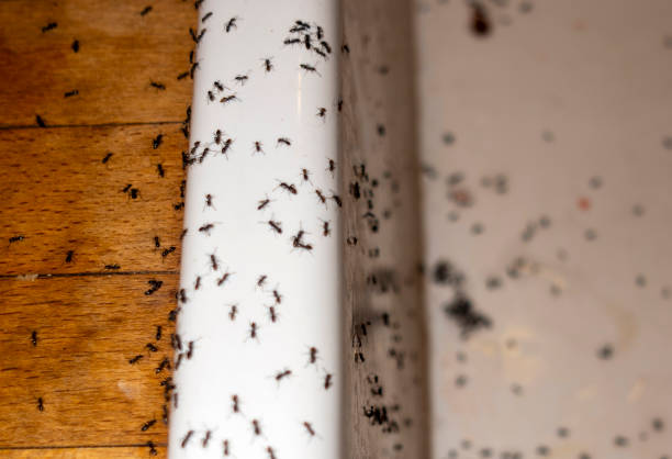 Best Commercial Pest Control Services  in West Perrine, FL