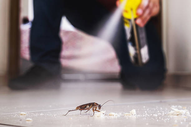 Wasp Removal Services in West Perrine, FL